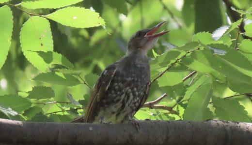 多摩川中央公園での野鳥撮影【 #カワセミ #スズメ #ヒヨドリ 】