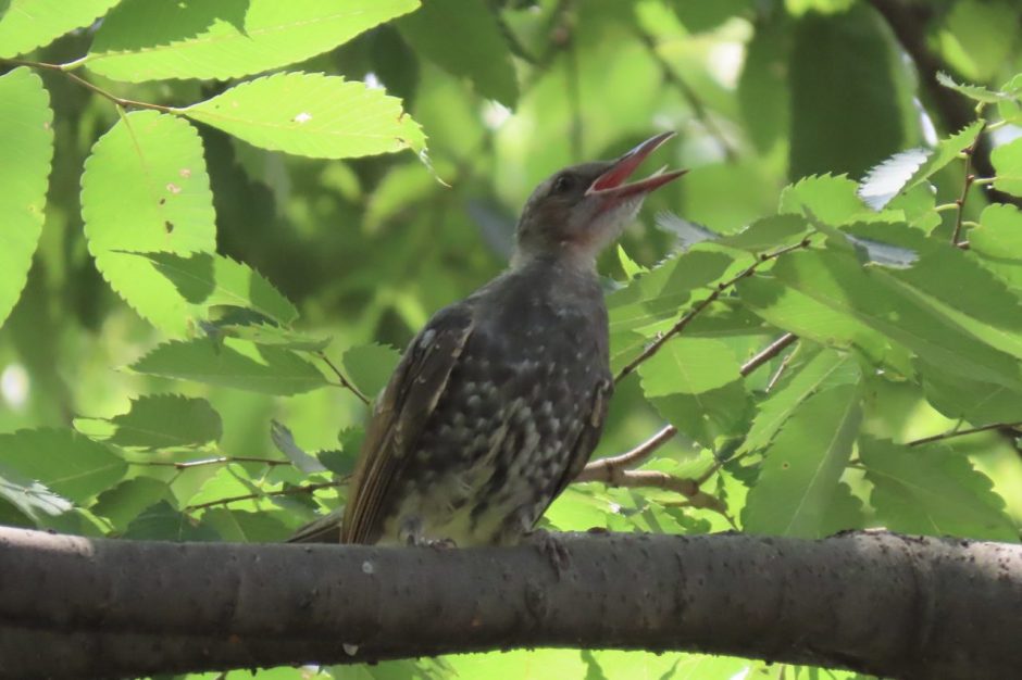 枝にとまっているヒヨドリの幼鳥 多摩川中央公園