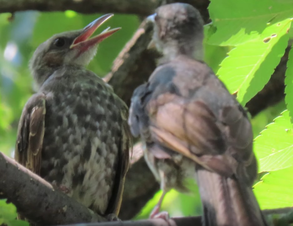 枝の上で待っている2羽のヒヨドリ 福生柳山公園
