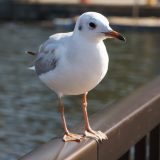 塀にとまるユリカモメ