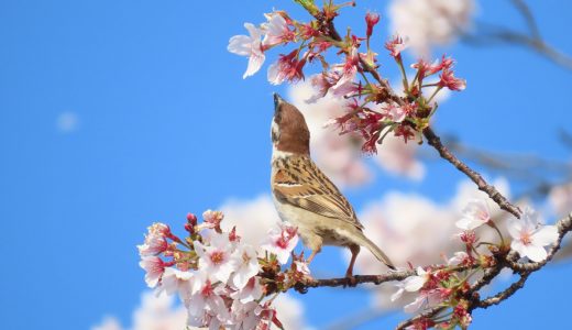 桜の花とスズメ 福生柳山公園