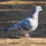 散歩しているカワラバト