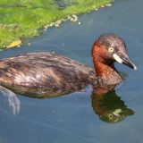 水面を泳ぐカイツブリ