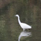 川を歩くコサギ