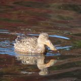 水面を泳ぐハシビロガモ
