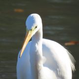 こちらに歩いてくるダイサギ